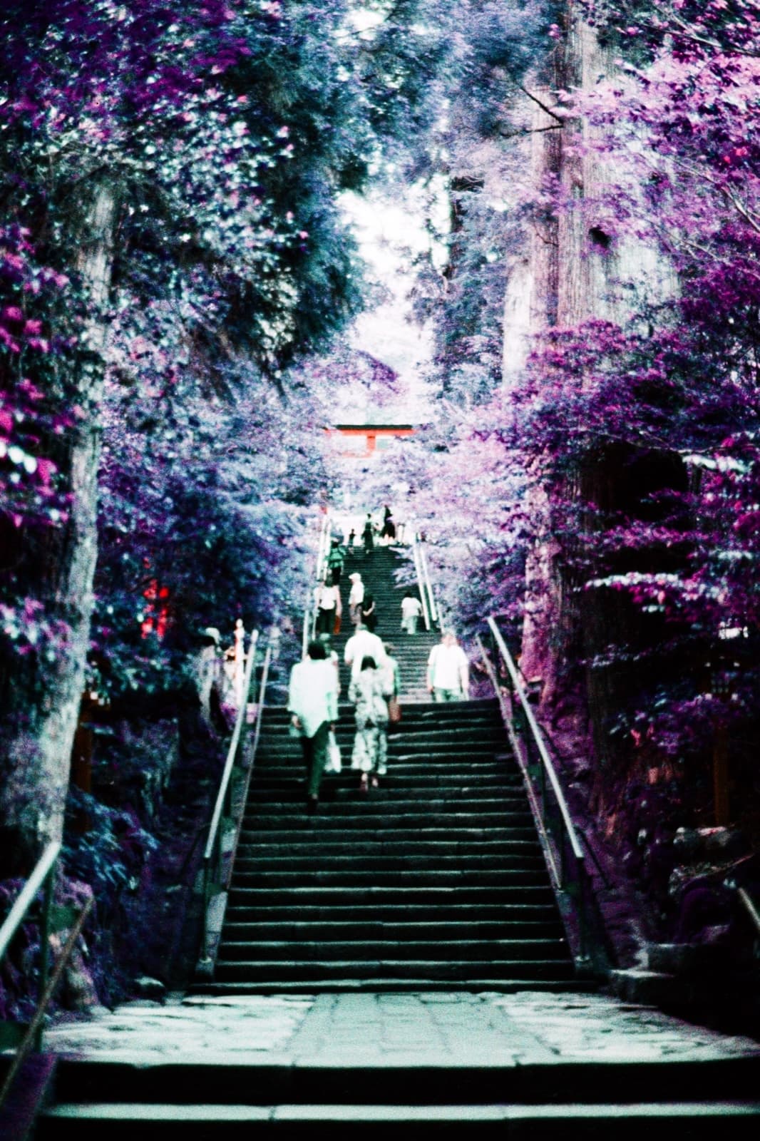 Hakone, Japan shot on LomoChrome Purple film